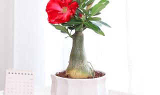 光遇星光沙漠玫瑰在哪 光遇星光沙漠玫瑰在哪