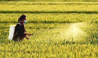 好吃不过饺子下一句 好吃不过饺子下一句