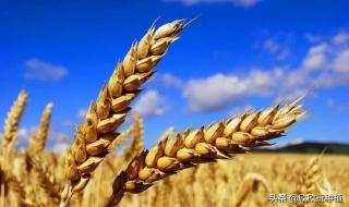 中国人均粮食占有量