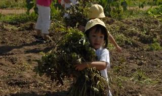 农村幼儿园招生简章 农村幼儿园招生简章