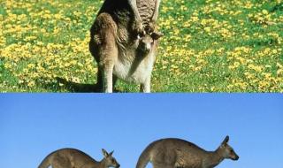 最高的哺乳动物 最高的哺乳动物